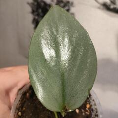 インテリア　観葉植物　フィロデンドロン　シルバーメタルの画像