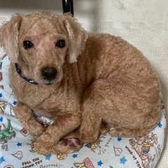 新しい家族を探しています