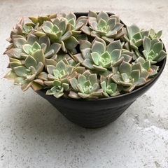 多肉植物・ピンクプリティ(７月末までの値段です)の画像