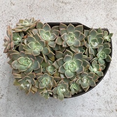 多肉植物・ピンクプリティ(７月末までの値段です)の画像