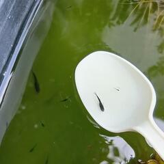 カイジ鰭長　スワロー　稚魚〜幼魚　3匹セットの画像