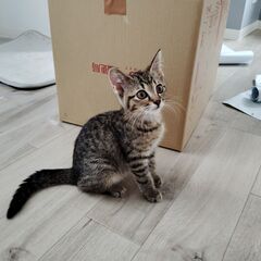 とても元気なキジトラの子猫　生後３か月