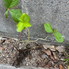 🍓ワイルドストロベリー苗①🌱残りわずかの画像