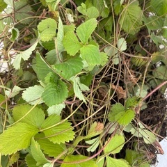 🍓ワイルドストロベリー苗①🌱残りわずか