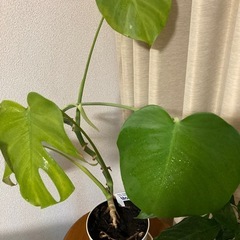 観葉植物3点（モンテステラ・スパティフィラム大・スパティフィラム小） の画像