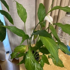 観葉植物3点（モンテステラ・スパティフィラム大・スパティフィラム小） の画像