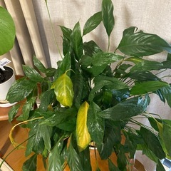 観葉植物3点（モンテステラ・スパティフィラム大・スパティフィラム小） の画像