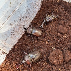 カブトムシ幼虫10匹の画像