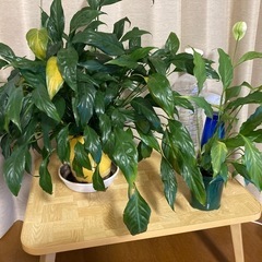 【交渉中！】お早めに！折り畳みテーブル（小）の画像