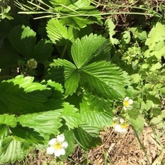 🍓ワイルドストロベリー苗①🌱残りわずかの画像