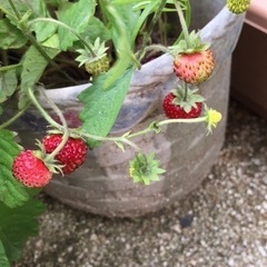 🍓ワイルドストロベリー苗①🌱残りわずかの画像