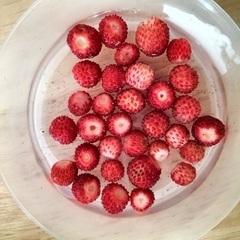 🍓ワイルドストロベリー苗①🌱残りわずかの画像