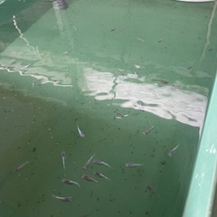 希望者多数の為締め切りますメダカ　の画像