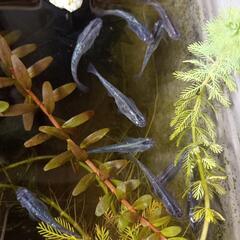 ●メダカ●サファイア若魚●10匹＋αの画像