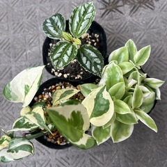 観葉植物3ポットセットの画像