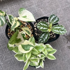 観葉植物3ポットセットの画像