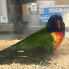 虹色のインコを探しています