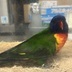 ランキングキーワードに紐づく投稿画像-インコ