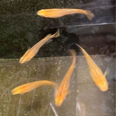 改良メダカ  稚魚  20匹  ✨紅薊✨の画像