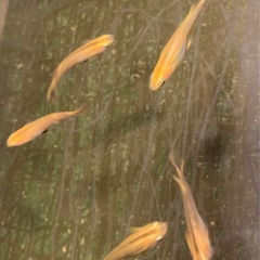 改良メダカ  稚魚  20匹  ✨紅薊✨の画像