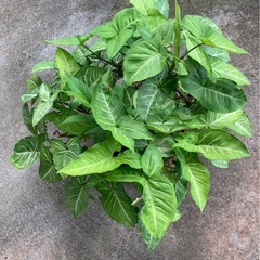 シンゴニウム　　観葉植物　🪴の画像