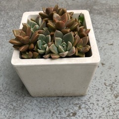 多肉植物の寄せ植えの画像