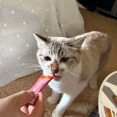 至急保護してください