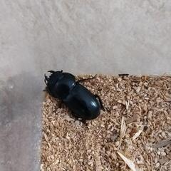 ①岡山県産ヒラタクワガタ♂1♀3セットの画像