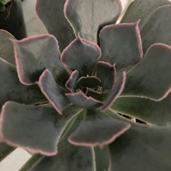 多肉植物　ベレンの画像