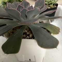 多肉植物　ベレンの画像