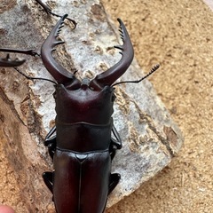 三重県産カブトムシ♂76㎜＋ノコギリ2ペア
の画像