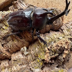 三重県産カブトムシ♂76㎜＋ノコギリ2ペア
の画像