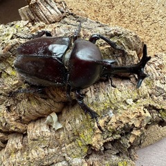 三重県産カブトムシ♂76㎜＋ノコギリ2ペア
の画像
