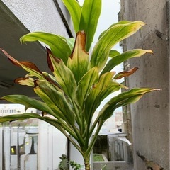 ドラセナ　観葉植物　家庭菜園の画像