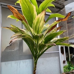 ドラセナ　観葉植物　家庭菜園の画像