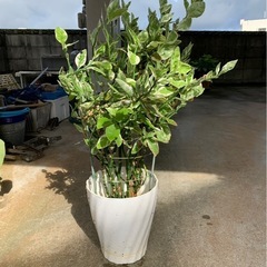 ペディランサス①　観葉植物　家庭菜園の画像