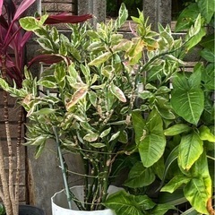 ペディランサス①　観葉植物　家庭菜園の画像