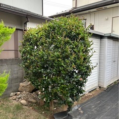 椿　ツバキの画像