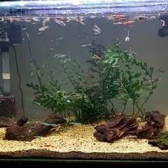熱帯魚の画像