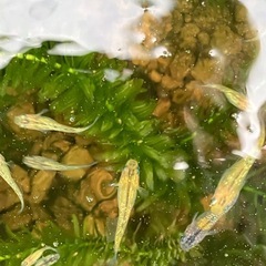 メダカ　夜桜ゴールド　10匹＋αの画像