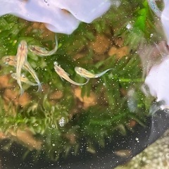 メダカ　夜桜ゴールド　10匹＋αの画像
