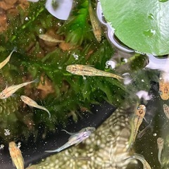 メダカ　夜桜ゴールド　10匹＋αの画像