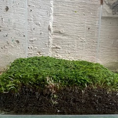 ②水槽の画像