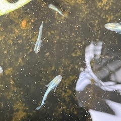 メダカ　エメキン　10匹＋αの画像