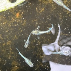 メダカ　エメキン　10匹＋αの画像