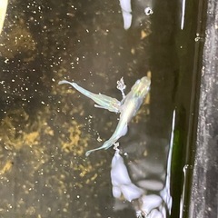 メダカ　エメキン　10匹＋αの画像