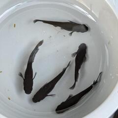 【ミッドナイトフリル漆黒・５匹】メダカ 成魚【大分市手渡し】めだかの画像