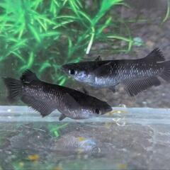 【ミッドナイトフリル漆黒・５匹】メダカ 成魚【大分市手渡し】めだかの画像