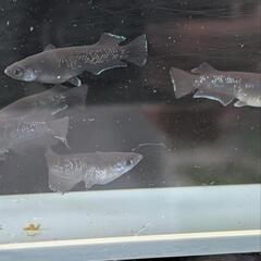 【ミッドナイトフリル漆黒・５匹】メダカ 成魚【大分市手渡し】めだかの画像