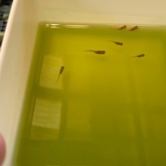 決まりました🔴針子抜け～稚魚10匹 ハイビスカス めだか 人気のメダカ ヒカリ体型 可愛い メダカ の画像